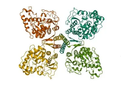 ribbon model of phenylalanine hydroxylase enzyme